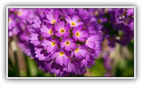 _JAR8561
