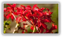_JAS9868-2