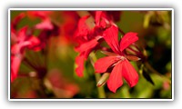 _JAS9871