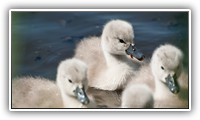 JAS_0645