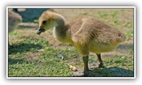 JAS_0767