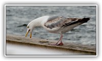 JAS_2727